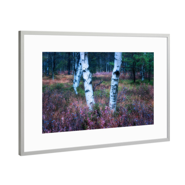 Poster mit Rahmen Silber "Birken im Moor" artboxONE - Natur,Reise,Floral