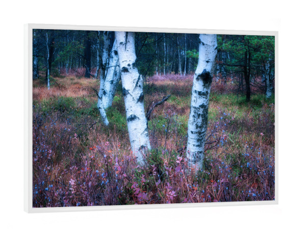 Poster mit weißem Rahmen "Birken im Moor" artboxONE - Natur,Reise,Floral