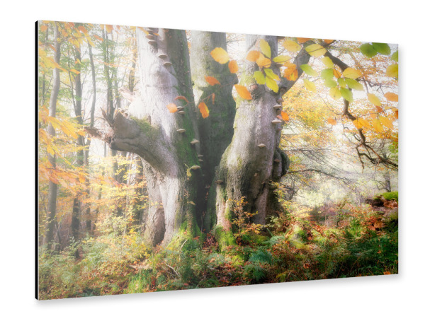 Alu-Dibond "Drillings Eiche im Herbst Wald" 30x20 cm artboxONE