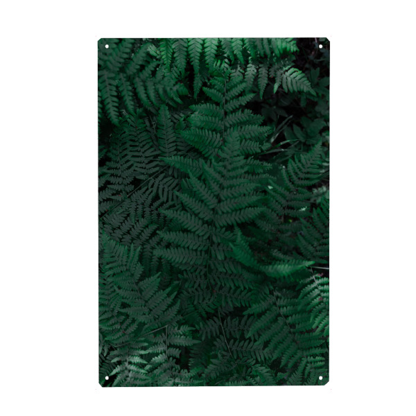 Metall Poster "Farn Liebe" artboxONE - Natur,Floral - Farn,Pflanzen,Grün,Green,Natur,Floral,Fern - Blechschild