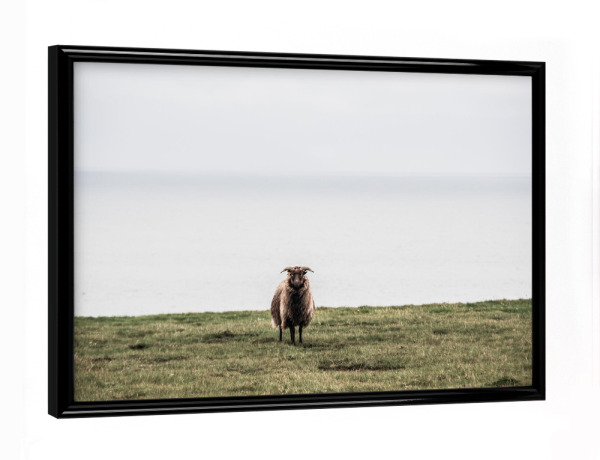 Poster mit schwarzem Rahmen "Einsames Schaf" artboxONE - Natur,Reise,Tiere