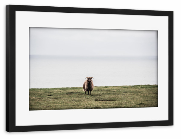 Poster mit Rahmen schwarz "Einsames Schaf" artboxONE - Natur,Reise,Tiere