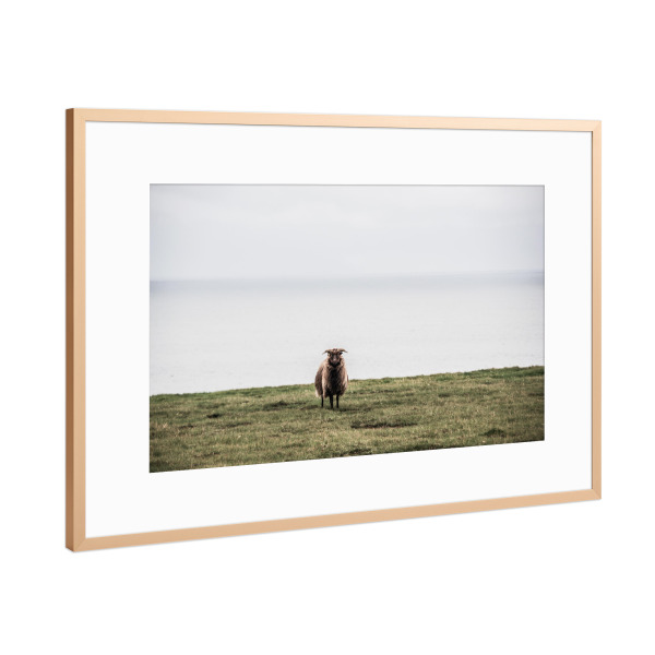 Poster mit Rahmen Kupfer "Einsames Schaf" artboxONE - Natur,Reise,Tiere