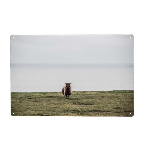 Holzbild "Einsames Schaf" artboxONE - Natur,Reise,Tiere