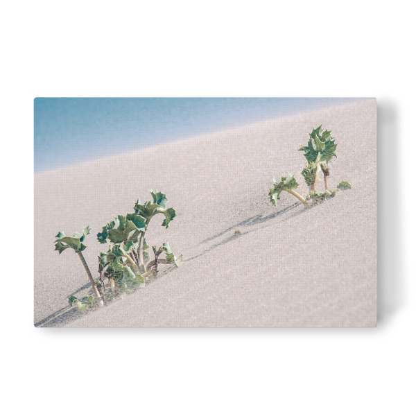 Leinwandbild "Dünen Pflanze" artboxONE - Natur,Floral,Reise / Strand und Meer