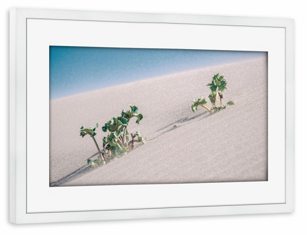 Poster mit Rahmen weiß "Dünen Pflanze" artboxONE - Natur,Floral,Reise / Strand und Meer