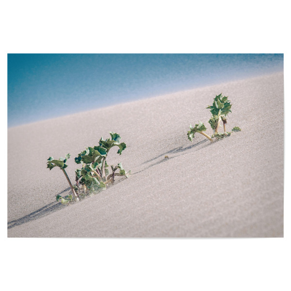 Poster "Dünen Pflanze" artboxONE - Natur,Floral,Reise / Strand und Meer