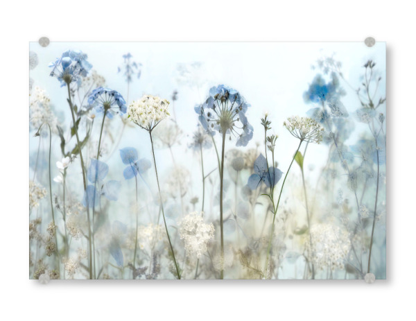Acrylglasbild "Flüstern am frühen Morgen" artboxONE - Natur,Floral - Blumen,Blumen,Blau