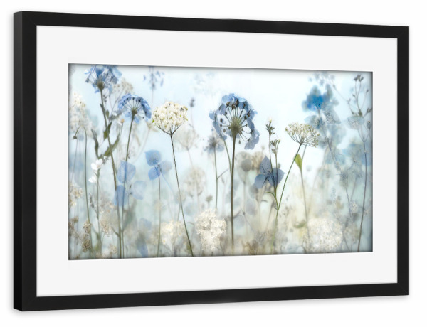 Poster mit Rahmen schwarz "Flüstern am frühen Morgen" artboxONE - Natur,Floral - Blumen,Blumen,Blau