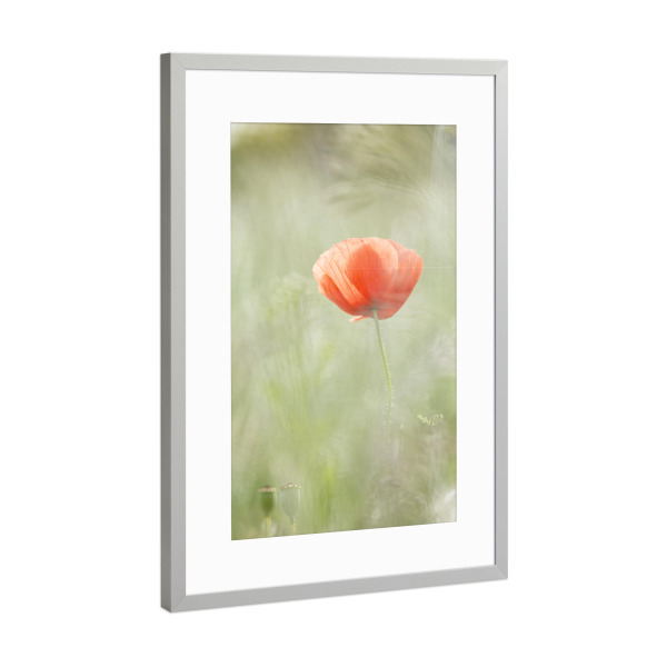 Poster mit Rahmen Silber "Summerdreams" artboxONE - Natur,Floral,Für Mama