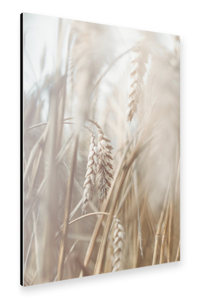 Alu-Dibond "Natur Gräser Boho" 30x20 cm artboxONE