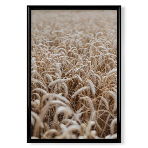 Kornfeld Liebe