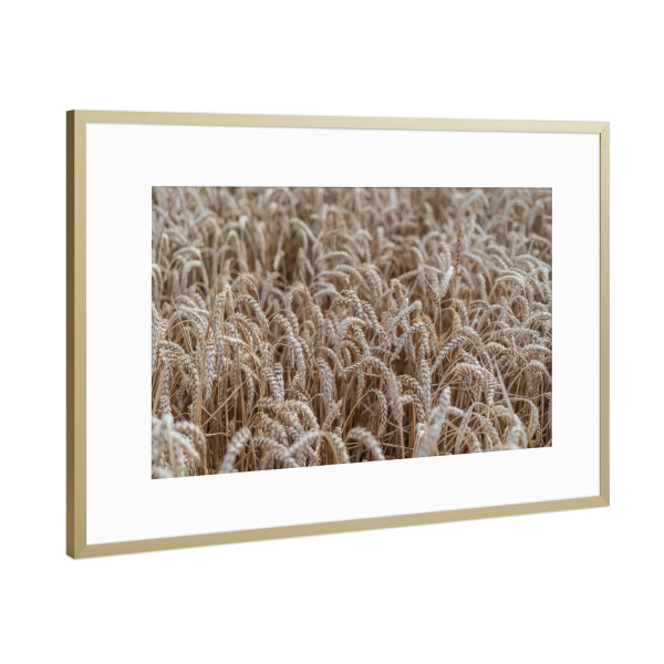 Poster mit Rahmen Gold "Boho Kornfeld" artboxONE - Natur,Floral