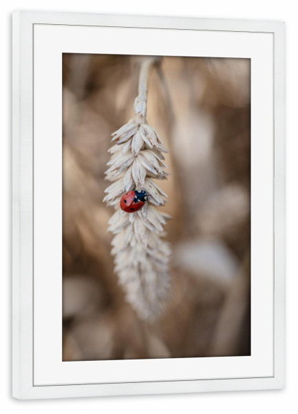 Poster mit Rahmen weiß "Marienkäfer im Kornfeld" artboxONE - Natur,Floral,Tiere