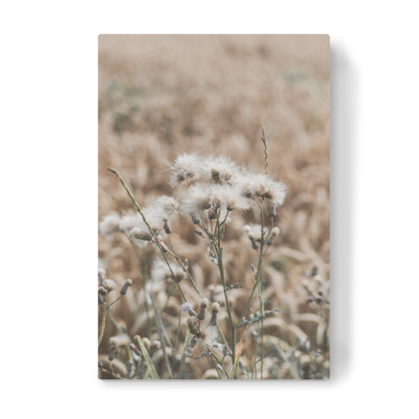 Leinwandbild "Feldpflanze Bohostyle" artboxONE - Natur,Floral