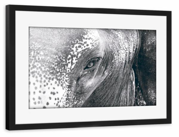 Poster mit Rahmen schwarz "An Elephant's Close-Up" artboxONE - Tiere,Schwarzweiß,Reise / Afrika,Reise / Asien,Reise / Länder