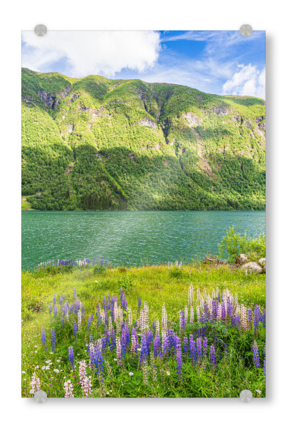 Acrylglasbild "Blumen am Fjærlandfsjord" artboxONE - Natur,Reise,Reise / Strand und Meer,Reise / Länder