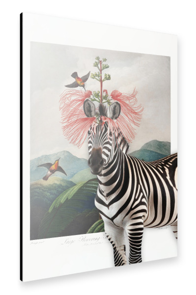 Alu-Dibond "Stylisches Zebra mit Vogelfreunden" 30x20 cm artboxONE