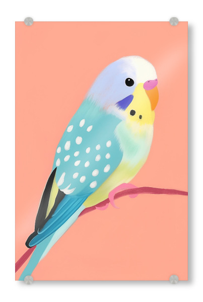 Acrylglasbild "Süßer Wellensittich" artboxONE - Natur,Tiere,Abstrakt