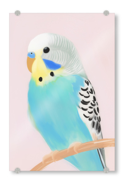 Acrylglasbild "Sittich Schönheit" artboxONE - Natur,Tiere,Abstrakt