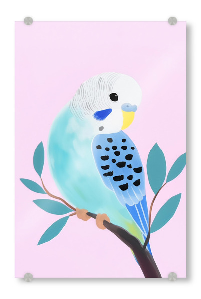 Acrylglasbild "Zarter Wellensittisch" artboxONE - Natur,Tiere,Abstrakt