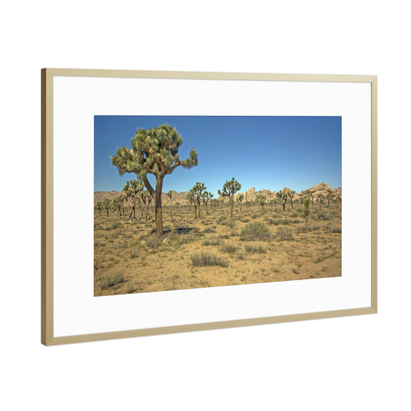 Poster mit Rahmen Gold "Joshua-Tree-Nationalpark" artboxONE - Reise / Länder - Joshua tree,Nationalpark,Usa,Reise,Sehenswürdigkeit,Landschaft