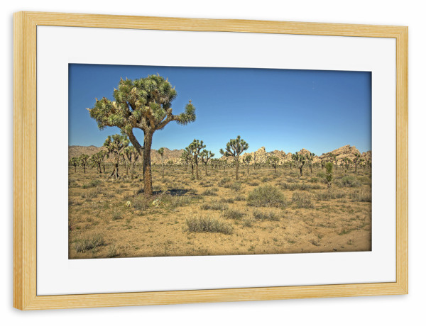 Poster mit Rahmen kiefer "Joshua-Tree-Nationalpark" artboxONE - Reise / Länder - Joshua tree,Nationalpark,Usa,Reise,Sehenswürdigkeit,Landschaft