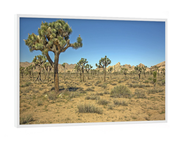 Poster mit weißem Rahmen "Joshua-Tree-Nationalpark" artboxONE - Reise / Länder - Joshua tree,Nationalpark,Usa,Reise,Sehenswürdigkeit,Landschaft