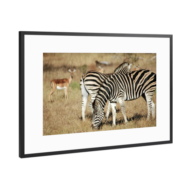 Poster mit Rahmen Schwarz (Metallic) "Zwei Zebras und Antilopen" artboxONE - Natur,Reise,Tiere,Reise / Afrika,Reise / Länder