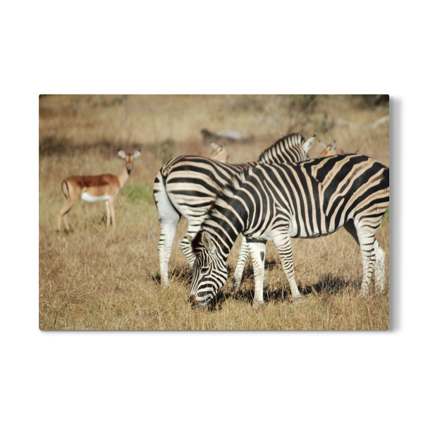 Galerie-Print "Zwei Zebras und Antilopen" 30x20 cm artboxONE