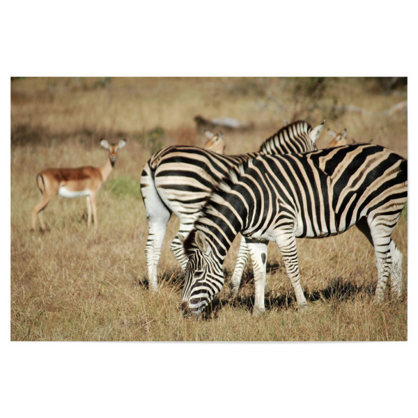 Poster "Zwei Zebras und Antilopen" artboxONE - Natur,Reise,Tiere,Reise / Afrika,Reise / Länder
