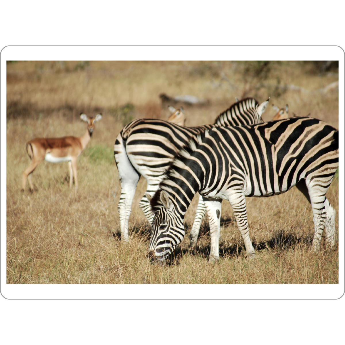 Tischset "Zwei Zebras und Antilopen" artboxONE - Natur,Reise,Tiere,Reise / Afrika,Reise / Länder