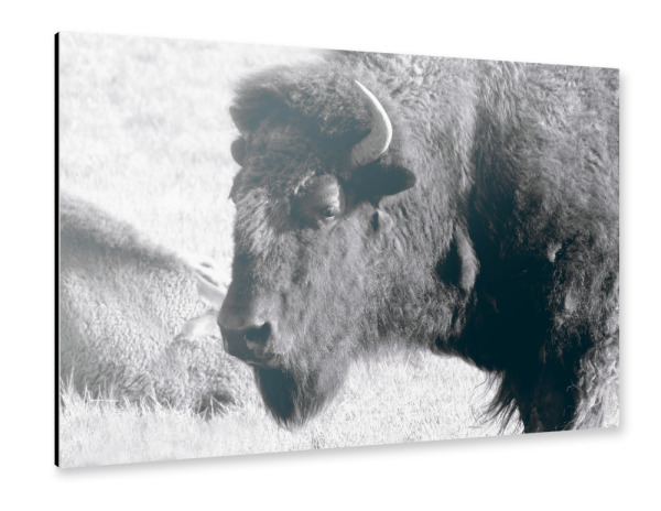 Alu-Dibond "Eine Amerikanische Bisonkuh" 30x20 cm artboxONE