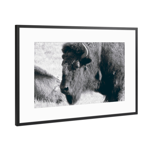 Poster mit Rahmen Schwarz (Metallic) "Eine Amerikanische Bisonkuh" artboxONE - Natur,Reise,Tiere,Schwarzweiß,Reise / Länder
