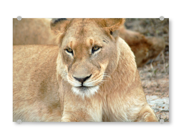 Acrylglasbild "Afrikanische Löwin" artboxONE - Natur,Reise,Tiere,Reise / Afrika,Reise / Länder
