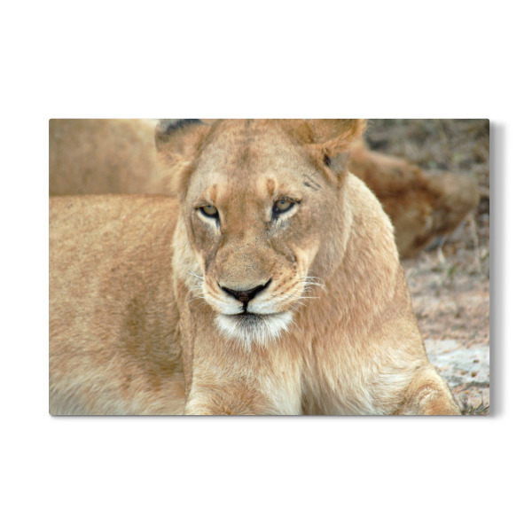 Galerie-Print "Afrikanische Löwin" 30x20 cm artboxONE