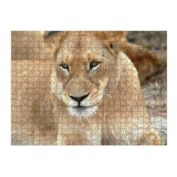 Puzzle Ravensburger "Afrikanische Löwin" artboxONE - Natur,Reise,Tiere,Reise / Afrika,Reise / Länder