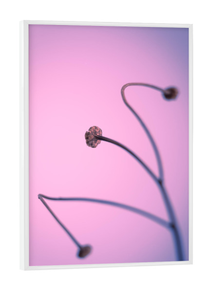 Poster mit weißem Rahmen "Aus aktuellem Anlass (6)" artboxONE - Natur,Floral,Für Kinder,Für Mama,Für Papa