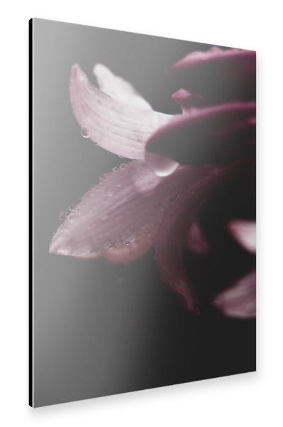 Alu-Dibond "Regentropfen auf einer Blume" 30x20 cm artboxONE