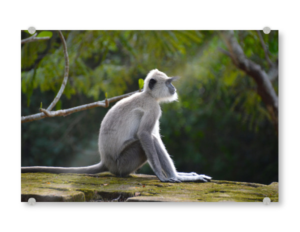 Acrylglasbild "Indischer Langur" artboxONE - Natur,Reise,Tiere,Reise / Asien,Reise / Länder