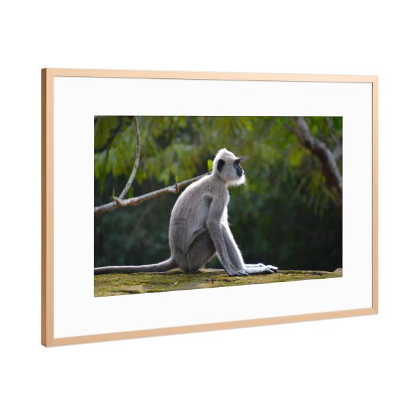 Poster mit Rahmen Kupfer "Indischer Langur" artboxONE - Natur,Reise,Tiere,Reise / Asien,Reise / Länder