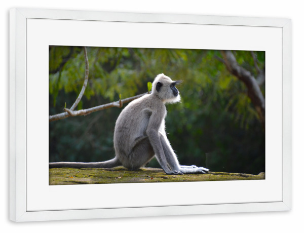 Poster mit Rahmen weiß "Indischer Langur" artboxONE - Natur,Reise,Tiere,Reise / Asien,Reise / Länder
