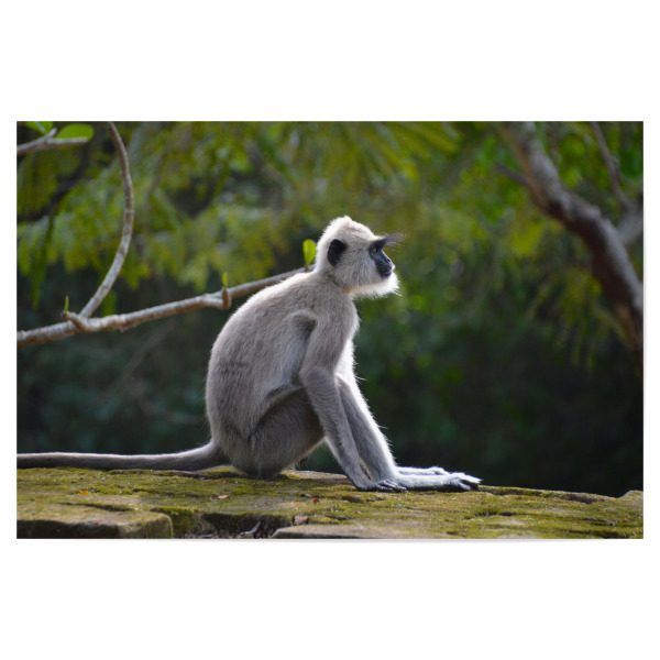 Poster "Indischer Langur" artboxONE - Natur,Reise,Tiere,Reise / Asien,Reise / Länder