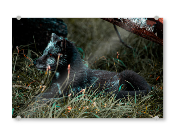 Acrylglasbild "Neugieriger Polarfuchs" artboxONE - Natur,Reise,Tiere,Reise / Länder