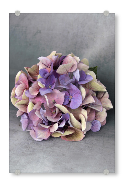 Acrylglasbild "Hortensie Blumenstrauß Beige Blau" artboxONE - Natur,Floral,Abstrakt