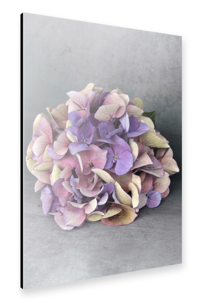 Alu-Dibond "Hortensie Blumenstrauß Beige Blau" 30x20 cm artboxONE