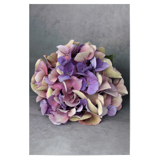 Hortensie Blumenstrauß Beige Blau