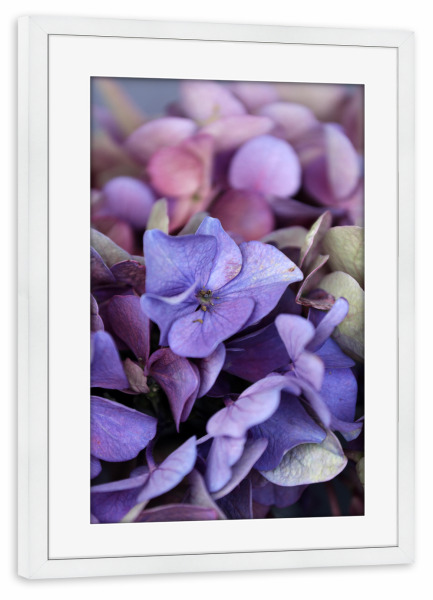 Poster mit Rahmen weiß "Hortensienblüte Blautöne" artboxONE - Natur,Floral,Abstrakt,Ultraviolet