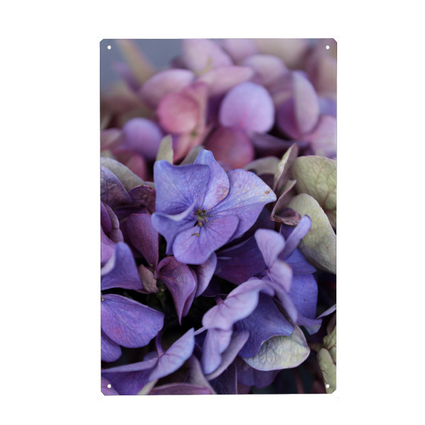 Holzbild "Hortensienblüte Blautöne" artboxONE - Natur,Floral,Abstrakt,Ultraviolet