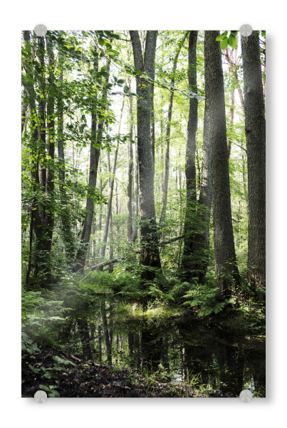 Acrylglasbild "Im grünen frischen Wald" artboxONE - Natur - Wald,Bäume,Grün,Vegetation,üppiges,Wasser,Wälder,Baum,Frische,Wild,Natur